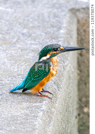 Kingfisher aiming for food 119378074