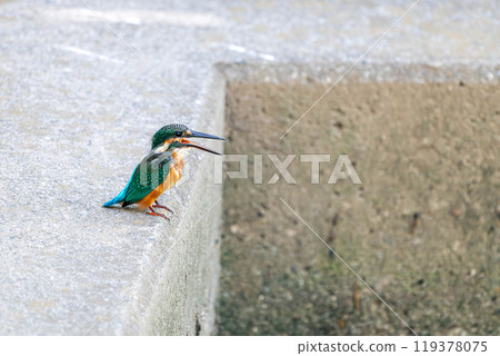 Kingfisher aiming for prey 119378075