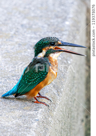 A kingfisher jumping out from a rock A kingfisher jumping out from a rock 119378076