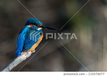 Kingfishes that stop on branches Kingfishes that stop on branches 119378077