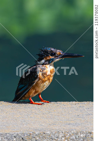 Kingfisher perched on a rock 119378082
