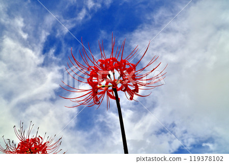 Red cluster amaryllis shining in the blue sky Red cluster amaryllis shining in the blue sky 119378102