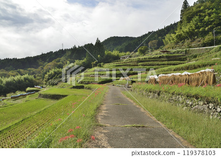 Scenery with rice terraces Scenery with rice terraces 119378103