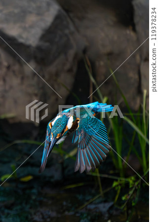 Kingfisher aiming for prey 119378234