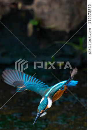 A kingfisher who jumped out of the water 119378236