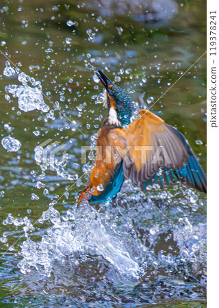 Flying kingfisher 119378241