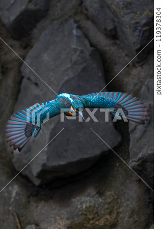 翠鳥跳出來 119378304