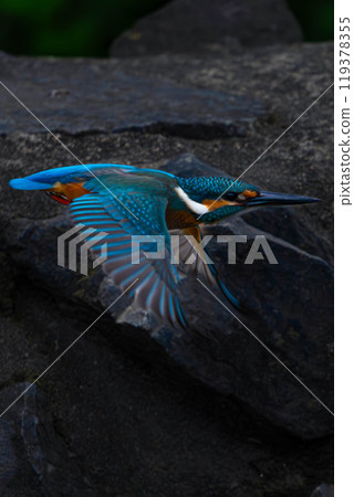 翠鳥在岩石上尋找獵物 翠鳥在岩石上尋找獵物 119378355