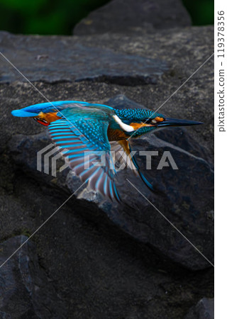 A kingfisher jumping out from a rock A kingfisher jumping out from a rock 119378356