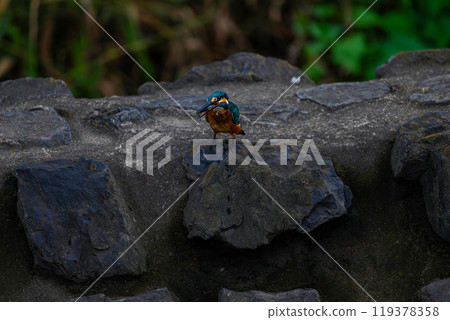 Kingfisher resting on a rock Kingfisher resting on a rock 119378358