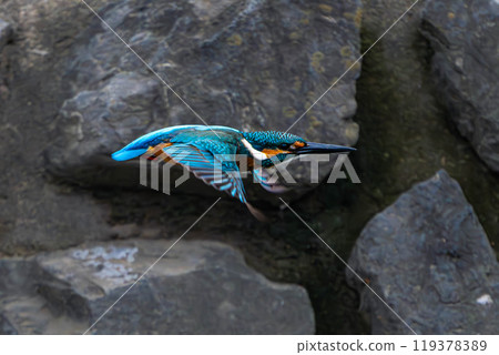 A kingfisher jumping out from a rock 119378389