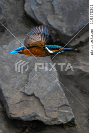 Kingfisher hunting for prey on a rock 119378391