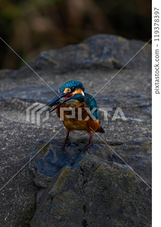 翠鳥在岩石上吃魚 翠鳥在岩石上吃魚 119378397