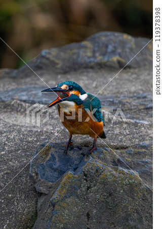 翠鳥棲息在岩石上 翠鳥棲息在岩石上 119378398