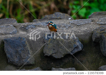 Kingfisher resting on a rock 119378399