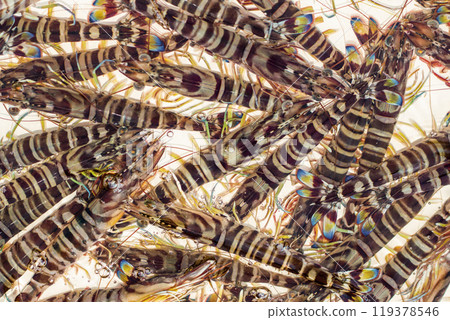 蝦蝦 蝦蝦 119378546