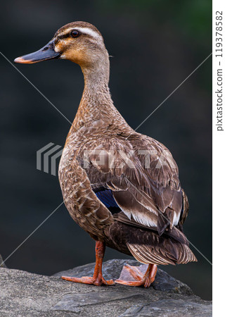 Spot-billed duck resting its wings Spot-billed duck resting its wings 119378582