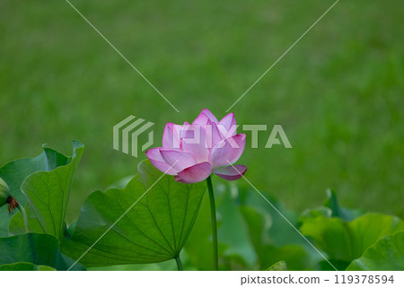 風景與蓮花 119378594