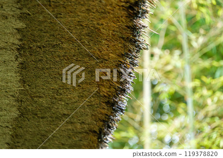 竹林和茅草屋頂 竹林和茅草屋頂 119378820