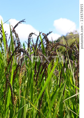 Scenery of white clouds in the blue sky and black ears of ancient rice Scenery of white clouds in the blue sky and black ears of ancient rice 119378955