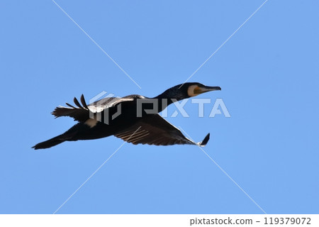 Cormorant Cormorant 119379072