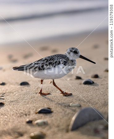 A small bird with brown and white feathers walks on a sandy beach, surrounded by seashells, against a blurred background of the ocean and sky at sunset 119379308