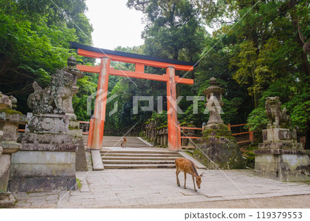 Deer and the grounds of Kasuga Taisha Shrine, approach to the shrine Deer and the grounds of Kasuga Taisha Shrine, approach to the shrine 119379553