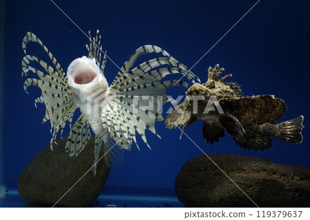 Lionfish, Onikoze, Scorpionfish, Lionfish, Swimming scorpionfish, Poisonous fish, Fish yawning, Tigerfish, Free soft rays 119379637