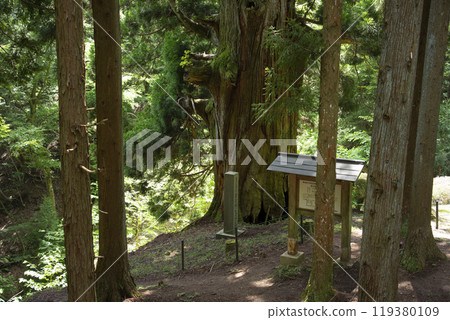 山梨縣大月市的矢立杉 山梨縣大月市的矢立杉 119380109
