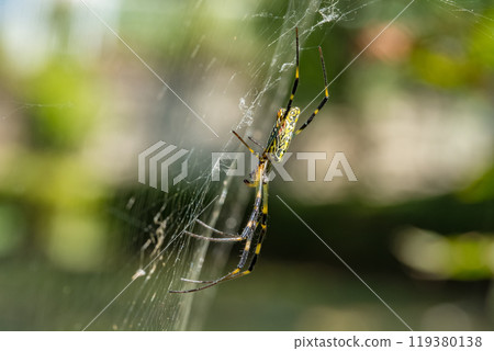 A side view of a Joro spider spinning a web in the air 119380138