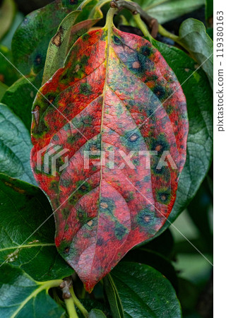 Signs of autumn: Persimmon leaves starting to change color 119380163