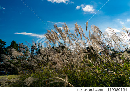 Signs of autumn: ears of silver grass swaying in the wind Signs of autumn: ears of silver grass swaying in the wind 119380164