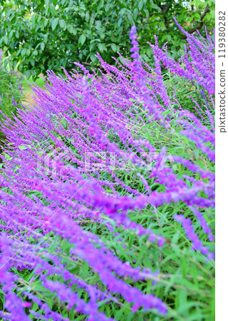 Amethyst Sage, Shiroyama Park, Early Autumn 119380282