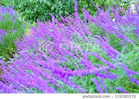 紫花紫水晶鼠尾草城山公園初秋 紫花紫水晶鼠尾草城山公園初秋 119380378
