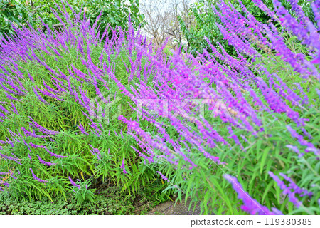 Purple flower Amethyst sage Shiroyama Park Early autumn Purple flower Amethyst sage Shiroyama Park Early autumn 119380385