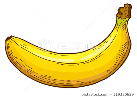 Banana drawing. Sweet natural fruit. Organic food 119380629