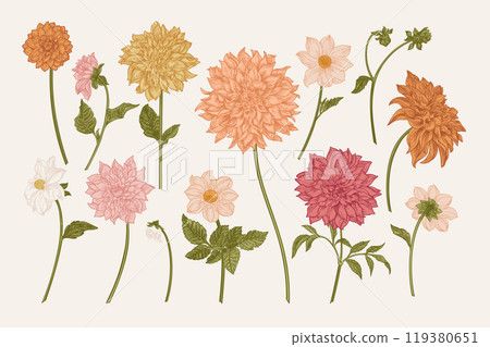 Set with dahlia flowers. Floral arrangement. Vector botanical illustration. Colorful Set with dahlia flowers. Floral arrangement. Vector botanical illustration. Colorful 119380651