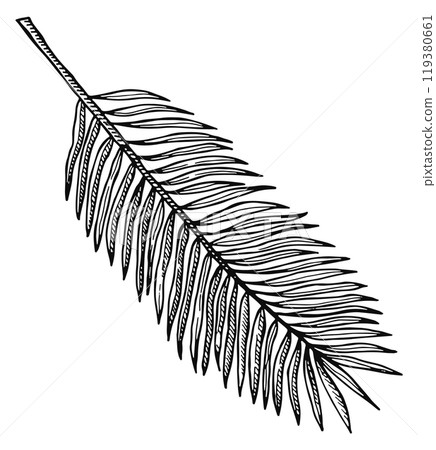 Palm frond sketch. Tropical tree leaf drawing 119380661