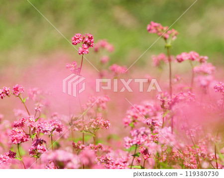 秋天的紅蕎麥田自然風光 119380730