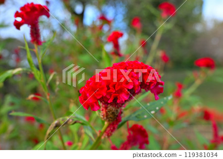 Red flower, cockscomb, Shiroyama Park, early autumn 119381034