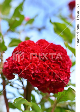 紅花雞冠花城山公園初秋 119381074