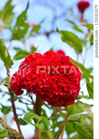 紅花雞冠花城山公園初秋 119381075