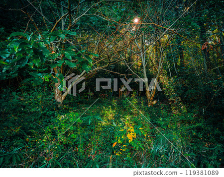 Forest scenery with sunlight shining through Environment Forest scenery with sunlight shining through Environment 119381089