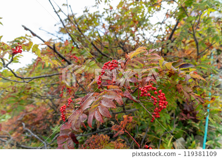 秋天的八方一,紅葉的羅文樹 秋天的八方一,紅葉的羅文樹 119381109