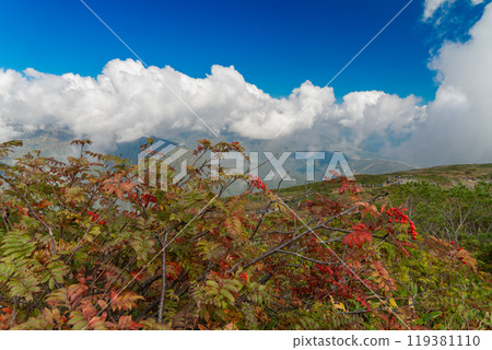 Clouds rising in autumn at Happo-one; Rowan trees turning red Clouds rising in autumn at Happo-one; Rowan trees turning red 119381110