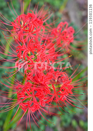 Red spider lilies, spider lilies, Shiroyama Park, early autumn Red spider lilies, spider lilies, Shiroyama Park, early autumn 119381136