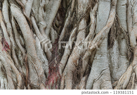 Detail of many roots branched together is on around the tree trunk. 119381151