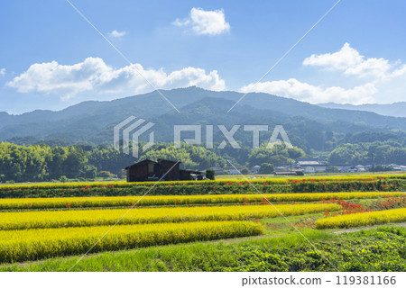 Rural scenery in Asuka Village, Nara Prefecture: Red spider lilies blooming on the footpath Rural scenery in Asuka Village, Nara Prefecture: Red spider lilies blooming on the footpath 119381166