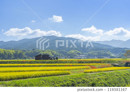 Rural scenery in Asuka Village, Nara Prefecture: Red spider lilies blooming on the footpath Rural scenery in Asuka Village, Nara Prefecture: Red spider lilies blooming on the footpath 119381167