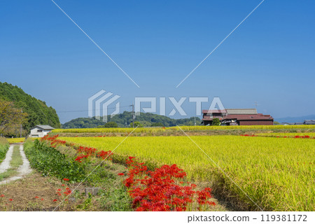 奈良縣飛鳥村的田園風光，山脊道路上盛開的孤挺花 119381172